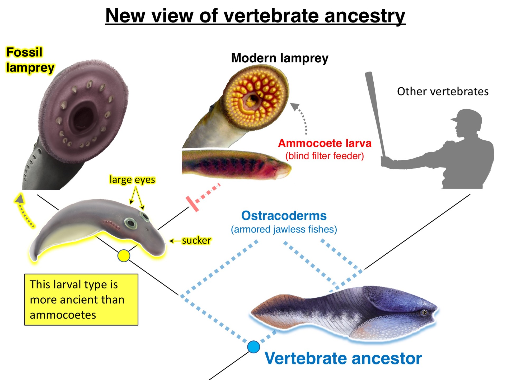 Fossil Lampreys & Vertebrate Origins :: Evolutionary Morphology